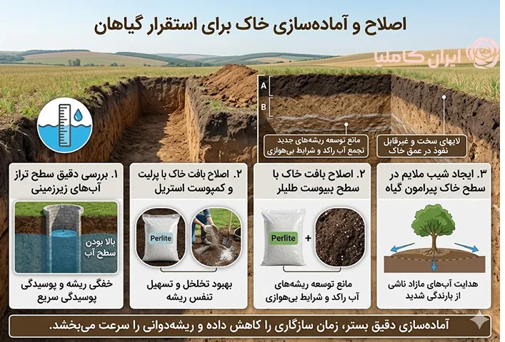 آنالیز خاک برای جابجایی درخت بید مجنون